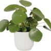 Vibes fold front 1 pflanze weiss plantlovers
