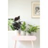 Vibes fold front mehrere pflanzen weiss plantlovers