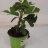 Ficus Carica Feigenbaum 15 plantlovers 35