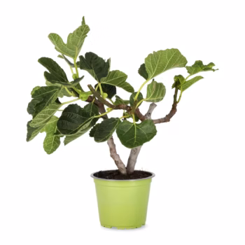 Ficus Carica (Feigenbaum)