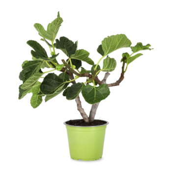 ficus carica plantlovers feigenbaum 15