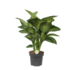 Dieffenbachia Amoena Reeva 24 plantlovers 80