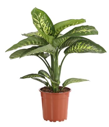 Dieffenbachia Amoena Reeva Dieffenbachie
