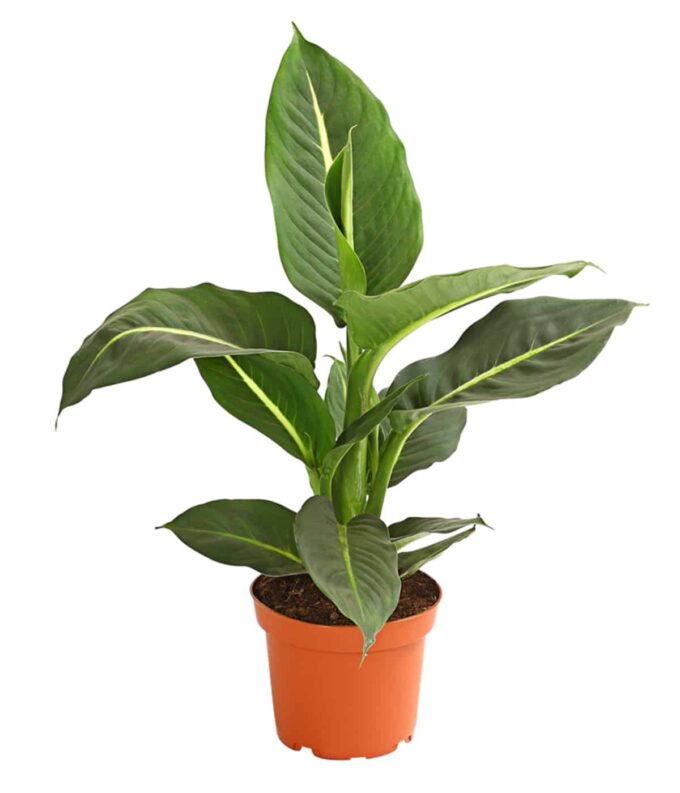 Dieffenbachia Green Magic Dieffenbachie Green Magic
