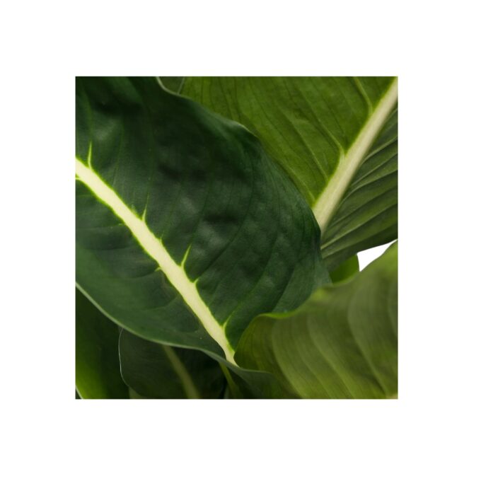Dieffenbachia_green_magic_17_plantlovers_55_2