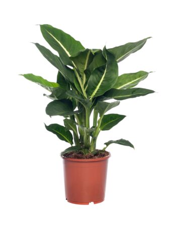 Dieffenbachia_green_magic_giftaron_17_plantlovers_55