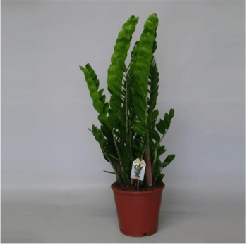 Zamioculca Zamiifolia Glücksfeder