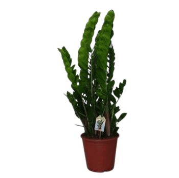 Zamioculca-Zamiifolia-24-plantlovers-90