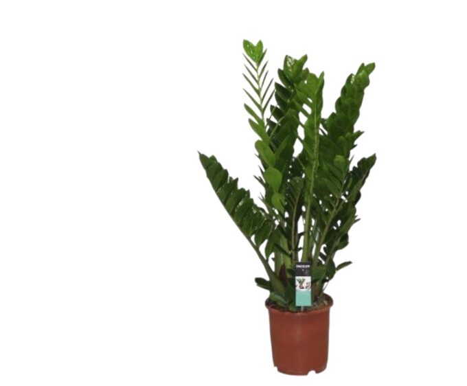 Zamioculcas-Zamiifolia-24-plantlovers-90-2