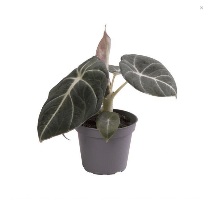 Alocasia Black Velvet Baby 6 plantlovers 10