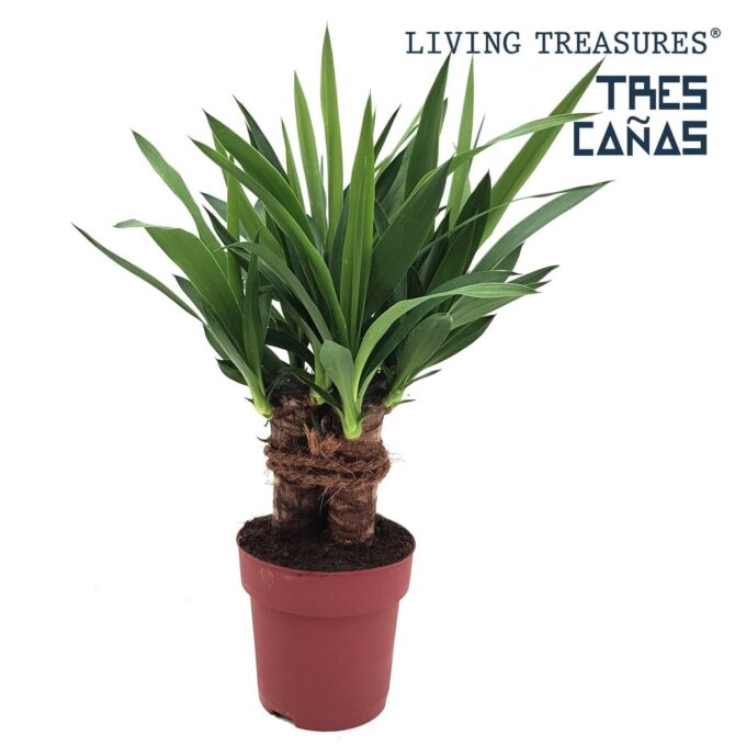 Yucca Elephantipes Riesenpalmlilie 15 plantlovers 55