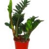 Zamioculcas Zenzi (Glücksfeder) 14 plantovers 40