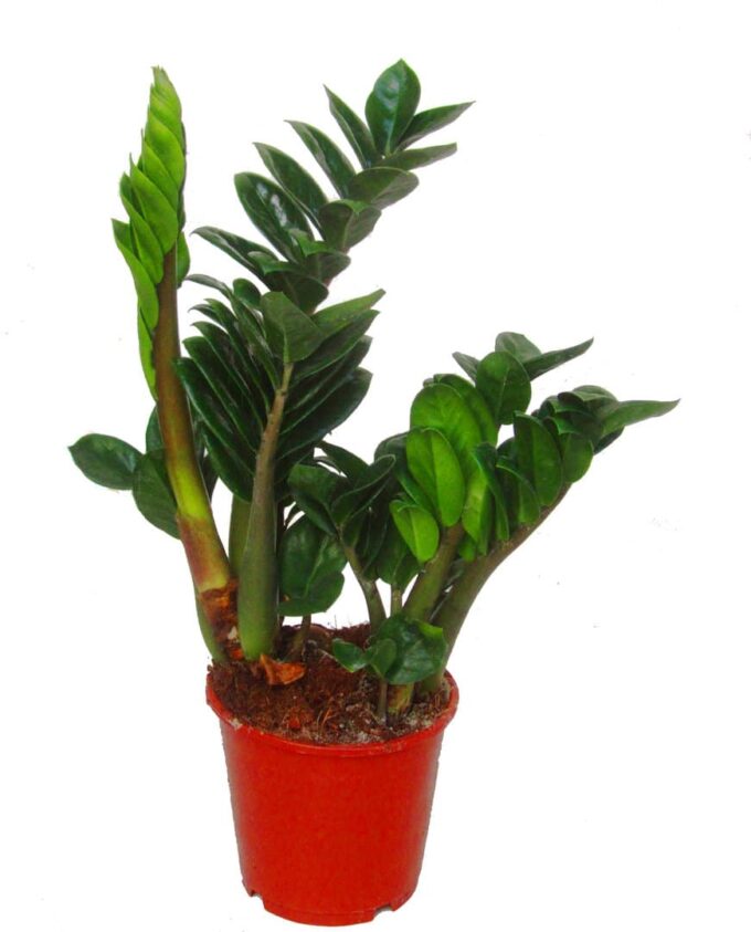 Zamioculcas Zenzi (Glücksfeder) 14 plantovers 40