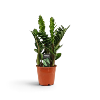 Zamioculcas zamiifolia Zenzi