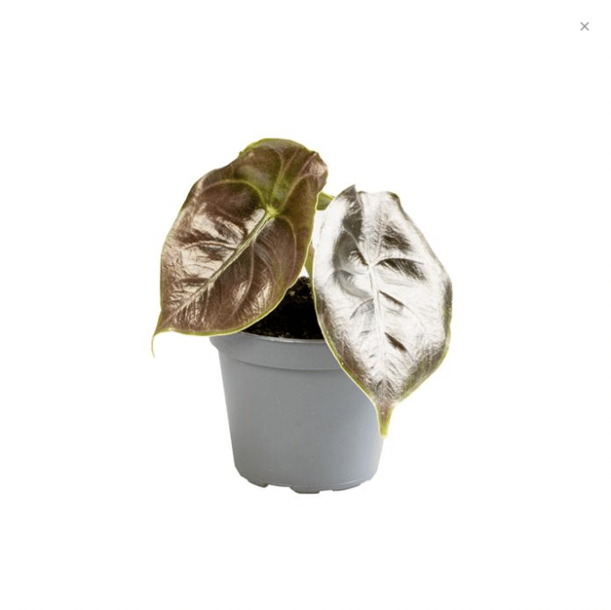 Alocasia Azlanii 6 plantlovers 10