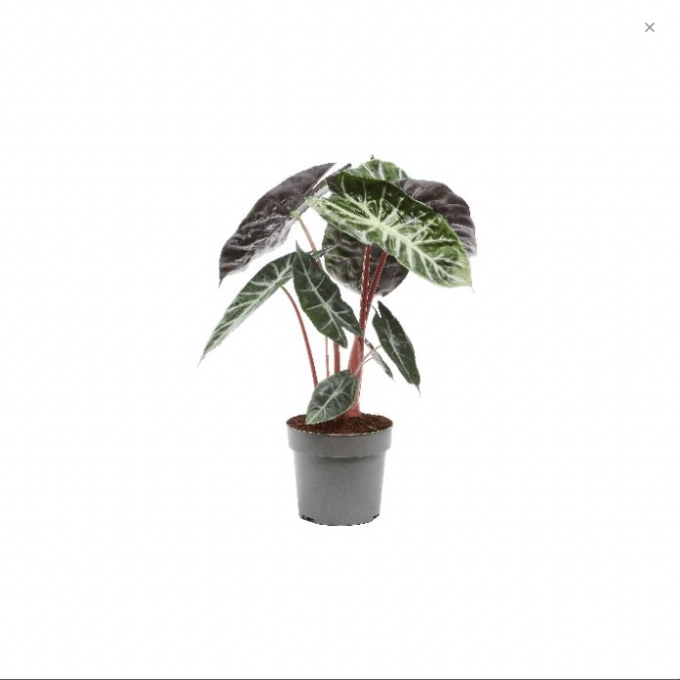Alocasia Pink Dragon 17 plantlovers 65 1501