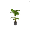 Alocasia Portodora 24 plantlovers 110 3208