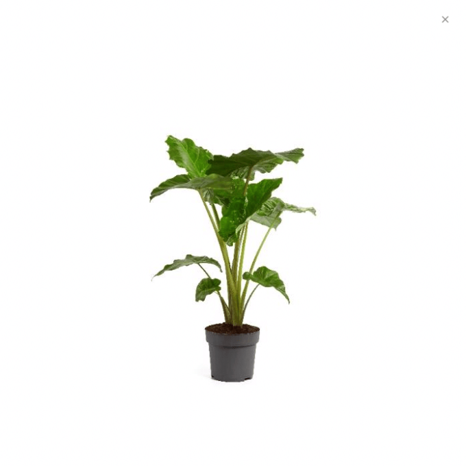 Alocasia Portodora 24 plantlovers 110 3208