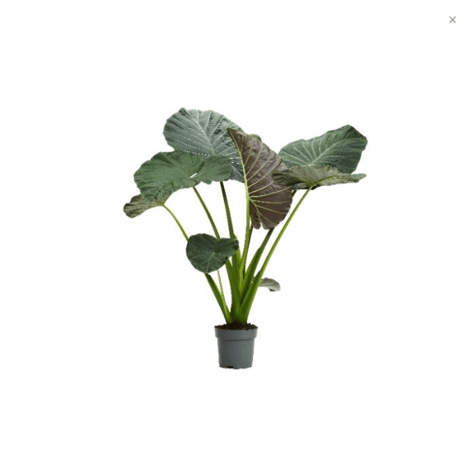 Alocasia Regal Shield 24 plantlovers 110 3389