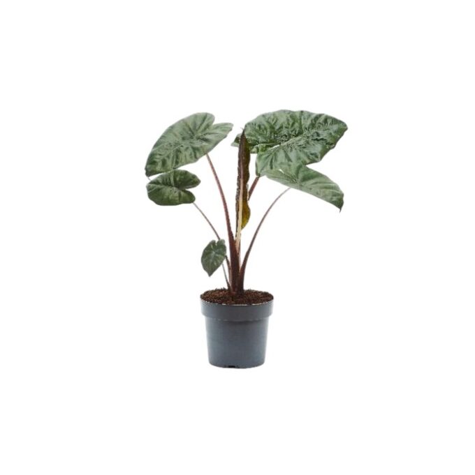 Alocasia-Sarawakensis-Yucatan-Princess-17-plantlovers-65