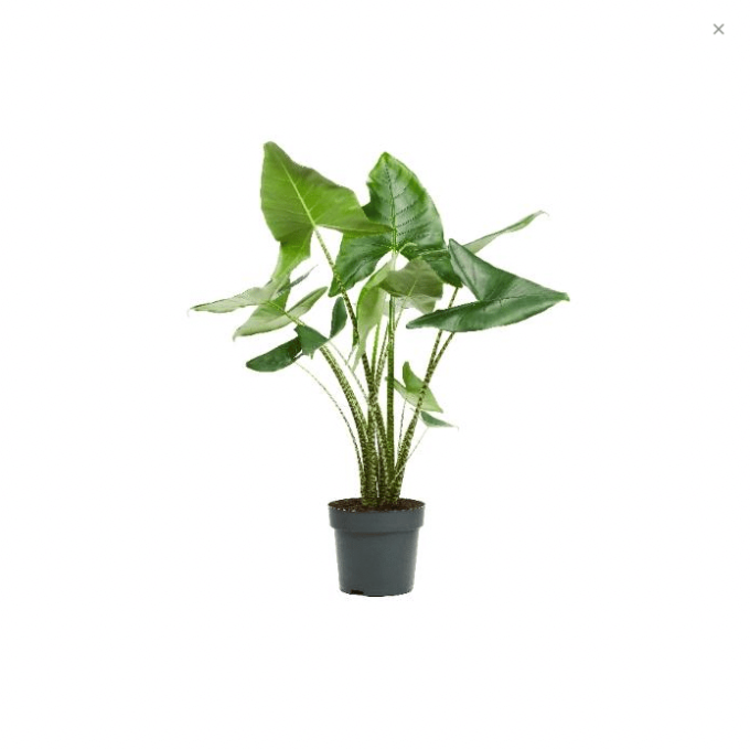 Alocasia Zebrina 32 plantlovers 130 7861
