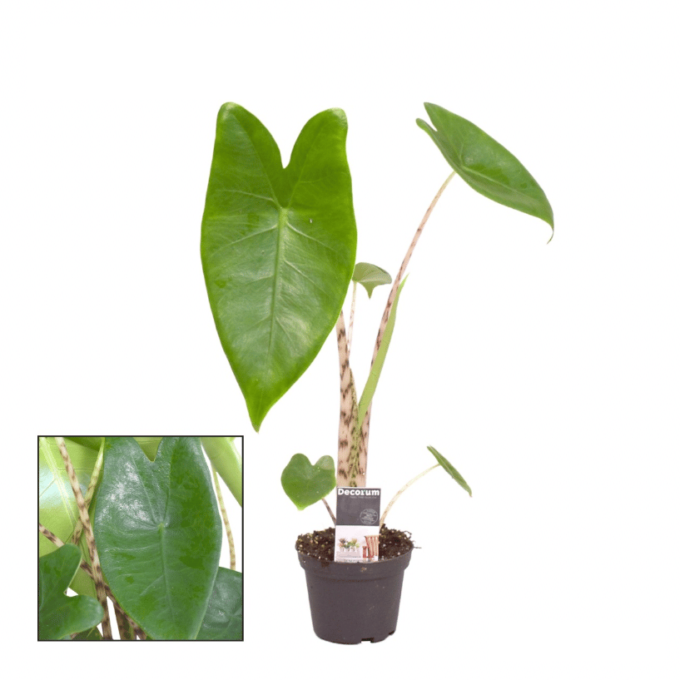 Alocasia Zebrina 6 plantlovers 13