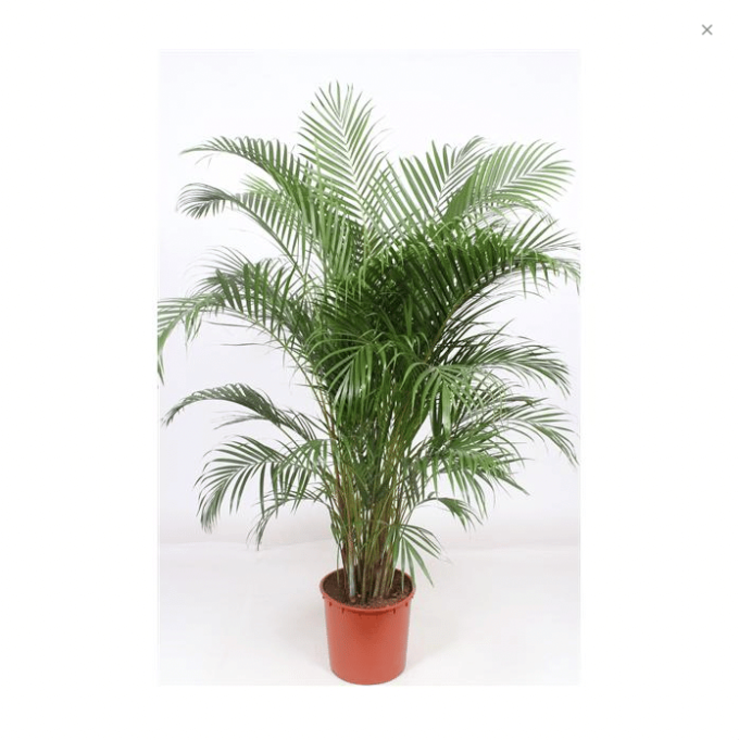 Areca Lutescens Dypsis Goldfruchtpalme 34 plantlovers 170