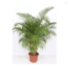 Areca Lutescens Dypsis Goldfruchtpalme 40 18552 plantlovers 200