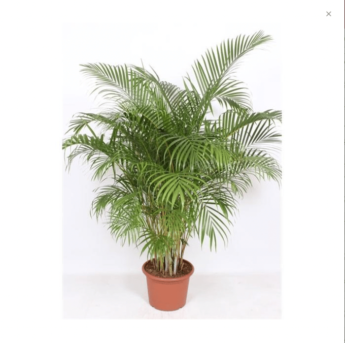 Areca Lutescens Dypsis Goldfruchtpalme 40 18552 plantlovers 200