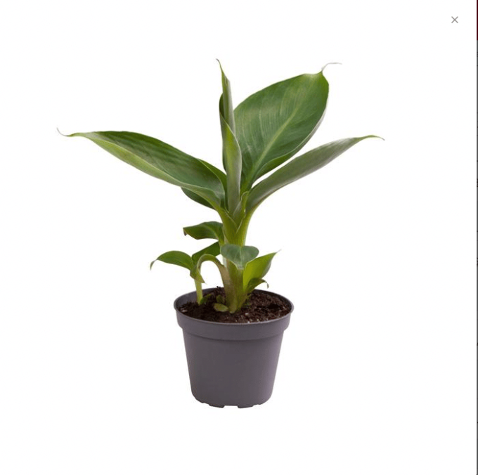 Musa Dwarf Cavendish 6 plantlovers 20 0180