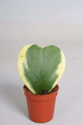 hoya kerrii variegata herzblattpflanze panaschiert