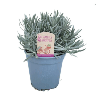 Lavandula Angustifolia Echter Lavendel