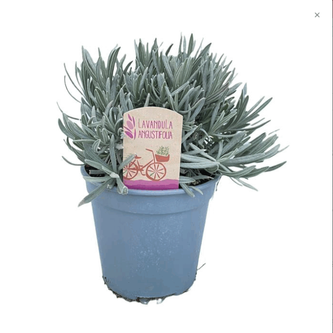 Lavandula Angustifolia Echter Lavendel