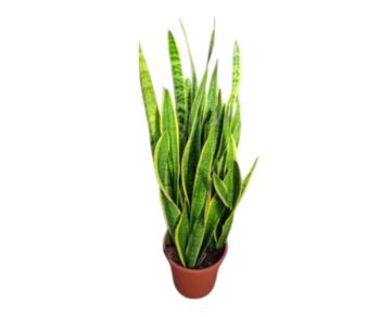 Sansavieria_Trifasciata_Laurentii_Bogenhanf_Schwiegermutterzunge_33_plantlovers_110