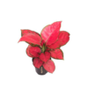 Aglaonema Red Joy (Kolbenfaden Red Joy) 15cm Topf