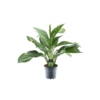 Aglaonema Silver Bay 17 plantlovers 50