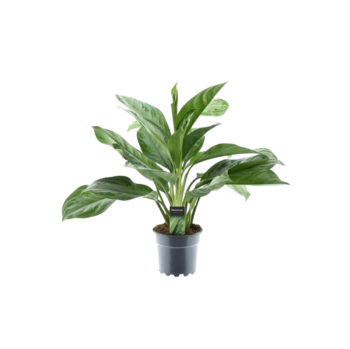 Aglaonema Silver Bay 17 plantlovers 50