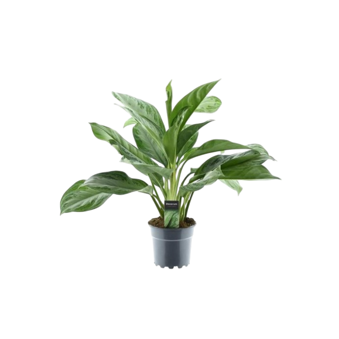 Aglaonema Silver Bay 17 plantlovers 50