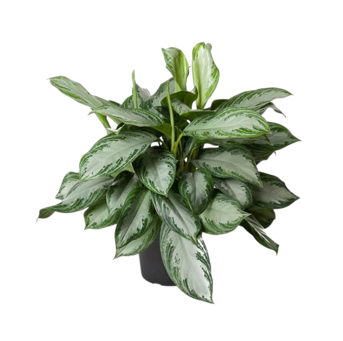 Aglaonema-Silver-Bay-24-plantlovers-70