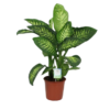 Dieffenbachia seguine Tropic Snow 24 plantlovers 90