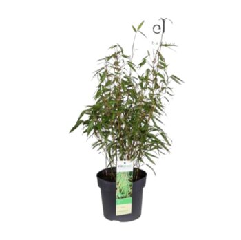 Fargesia rufa 19