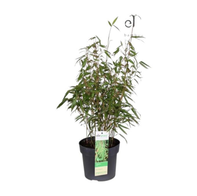 Fargesia rufa 19