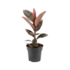 Ficus Elastica Belize 17 plantlovers 55