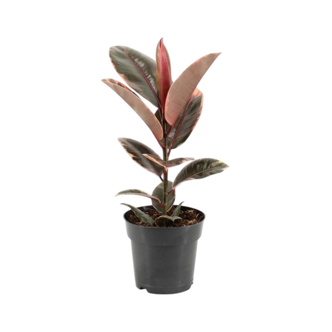 Ficus Elastica Belize 17 plantlovers 55