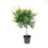 Genista stenopetala Osterginster