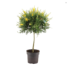 Genista stenopetala Osterginster