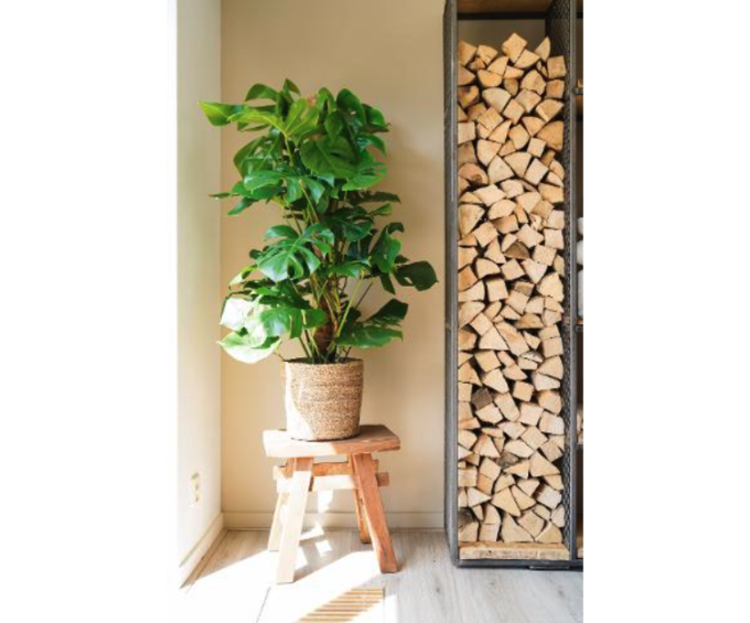 Monstera Pertusum (Fensterblatt) 27er Topf – Bild 4