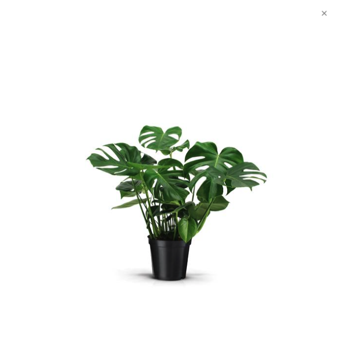 Monstera deliciosa 21 plantlovers 70