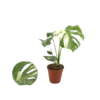 Monstera deliciosa Thai 15 plantlovers 50