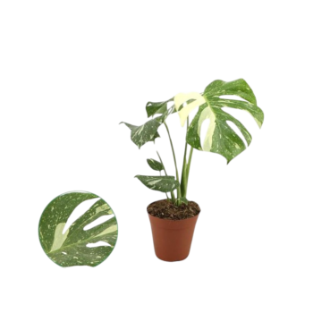 Monstera deliciosa Thai 15 plantlovers 50